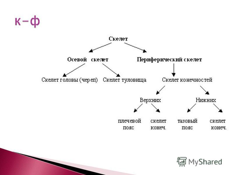 Схема по фото. Отделы скелета человека схема. Составьте схему скелет человека. Осевой скелет человека схема. Осевой и добавочный скелет схема.