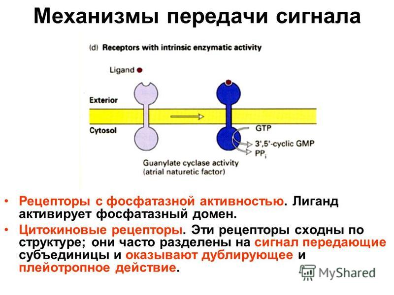 Импульсы передающие данные. Молекулярные механизмы передачи сигнала. Механизмы передачи сигнала в рецепторах. Рецепторы с фосфатазной активностью. Механизмы передачи внешнего сигнала в клетку.