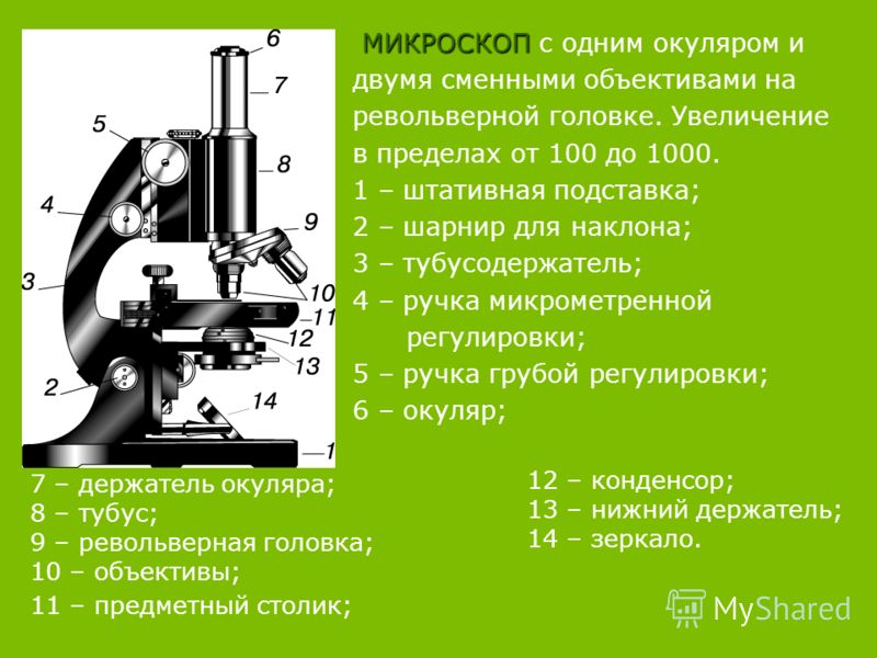 Увеличение изображения обеспечиваемое световым микроскопом соответствует увеличение