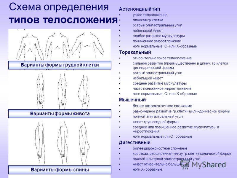 Форма измерения. Типы телосложения астеноидный торакальный. Типы телосложения астеноидный торакальный мышечный дигестивный. Торакальный Тип Конституции у ребенка. Типы телосложения у детей.