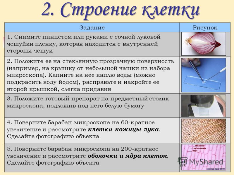 Лабораторная работа по биологии 5 класс лук. Приготовление микропрепаратов для микроскопа. Лабораторная работа приготовление микропрепарата кожицы лука. Правила приготовления микропрепарата для работы с микроскопом. Лабораторные работы с микроскопом по биологии.