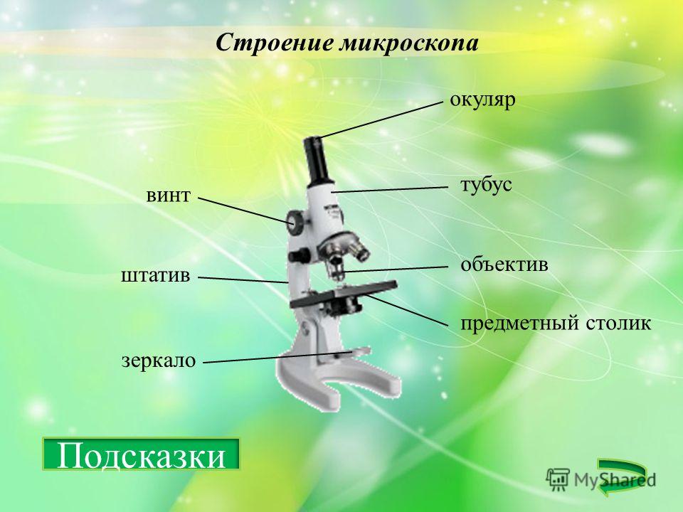 Строение микроскопа презентация