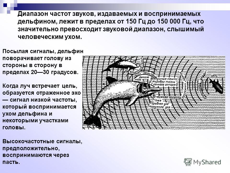 Звуки какой частоты издают дельфины. Частота сигнала у дельфинов. Частота дельфина звука дельфина. Диапазон дельфинов звуковой. Ультразвук дельфинов.