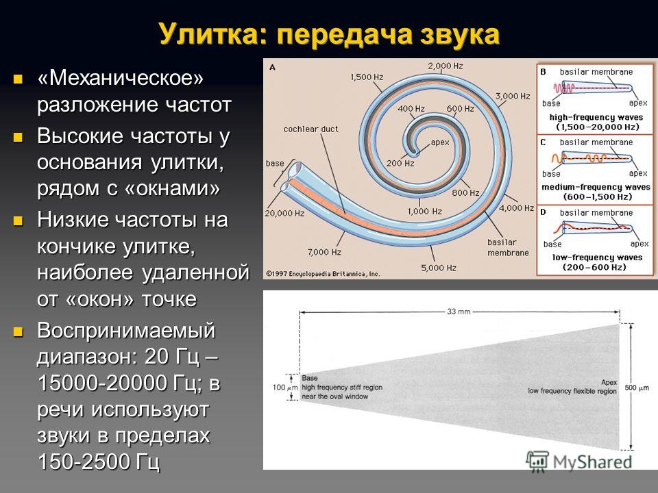 Секретная манера передачи звуковой. Передача звука. Частота звука в улитке. Передача звуковых колебаний по каналам улитки. Улитка восприятие частоты звука.