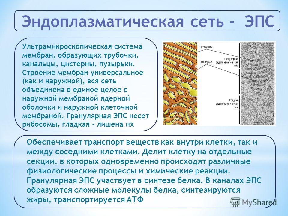 Эндоплазматический ретикулум строение