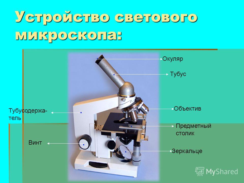 В зрительной трубке микроскопа находится