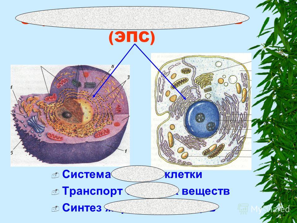 Эпс строение рисунок