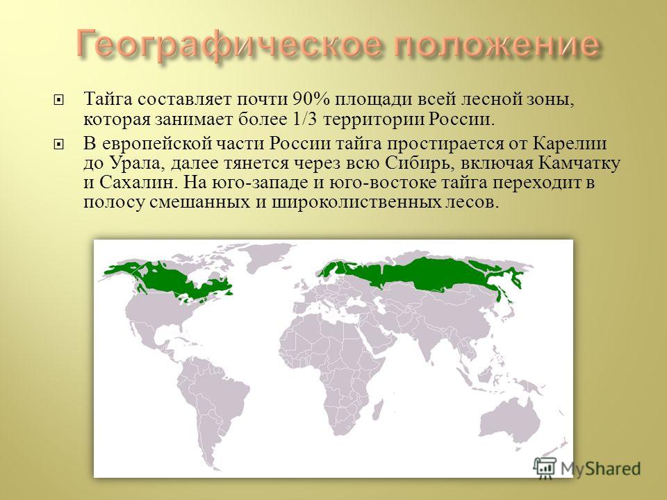 Географическое положение тайги россии кратко