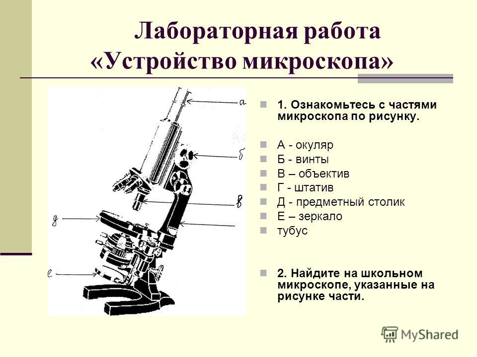 Рассмотри рисунок светового микроскопа ответь на вопросы буквы указывай латинские а не русские