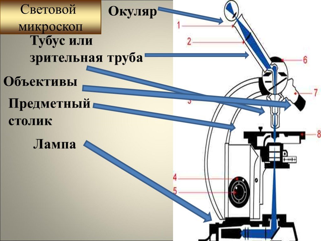 Какую функцию выполняет тубус в микроскопе 5. Зрительная трубка микроскопа окуляр. Тубус микроскопа. Световой микроскоп тубус. Окуляр с тубусом для микроскопа.