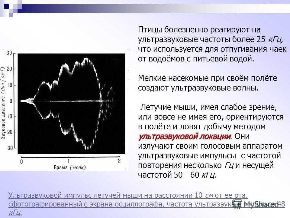 Ультразвук диапазон частот