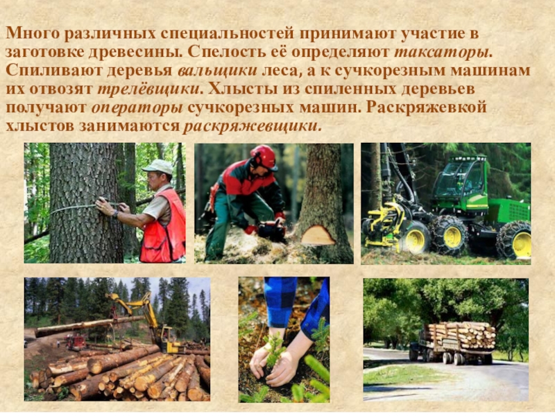 Перед тем как отправиться в лес обработайте. Заготовка древесины. Технология заготовки древесины. Профессии связанные с лесозаготовительными работами. Вальщик леса профессия.