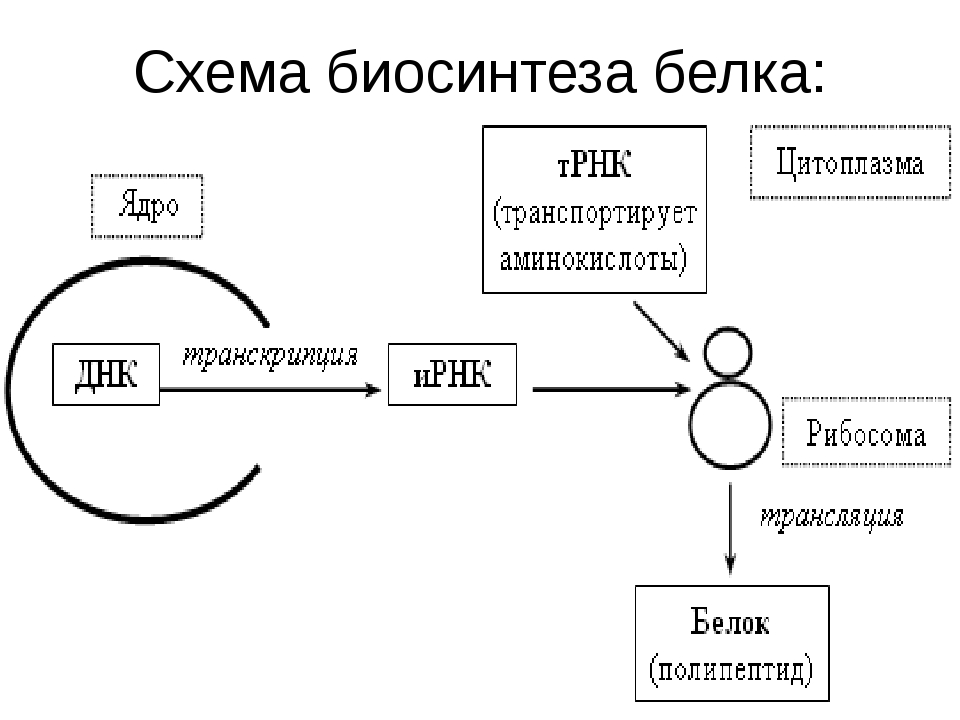 Транскрипция и трансляция схема