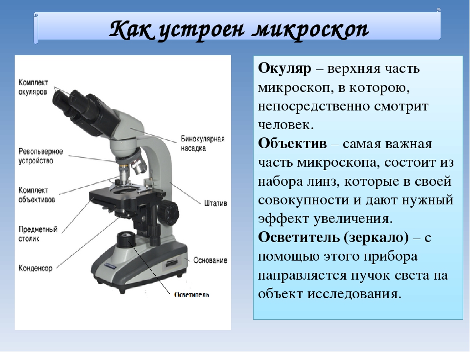 Рассмотри рисунок светового микроскопа ответь на вопросы