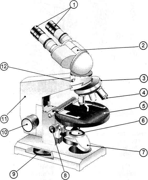 Биология 5 класс микроскоп рисунок с подписями. Микроскоп Микмед 5 схема. Микроскоп с бинокулярной насадкой и зеркалом в качестве осветителя. Световой микроскоп Биолам рисунок строение. Бинокулярный микроскоп схема.