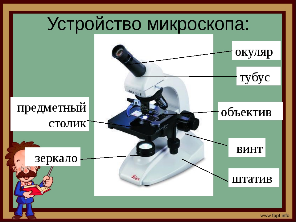 Какую часть работы выполняет окуляр. Биология 5 кл строение микроскопа. Увеличительные приборы 5 класс биология микроскоп. Строение цифрового микроскопа 5 класс биология. Устройство микроскопа цифровой микроскоп 5 класс биология.