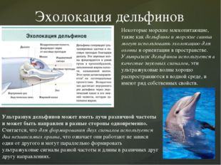 Эхолокация дельфинов Некоторые морские млекопитающие, такие как дельфины и мо