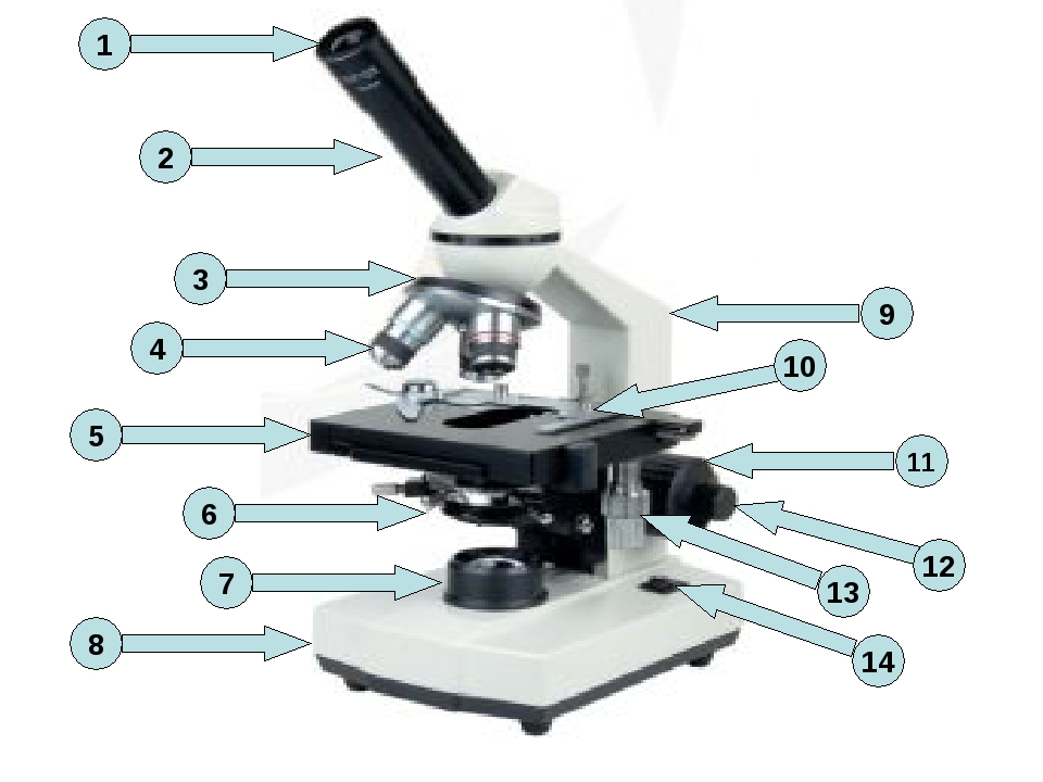 Фото микроскопа 5 класс биология с подписями