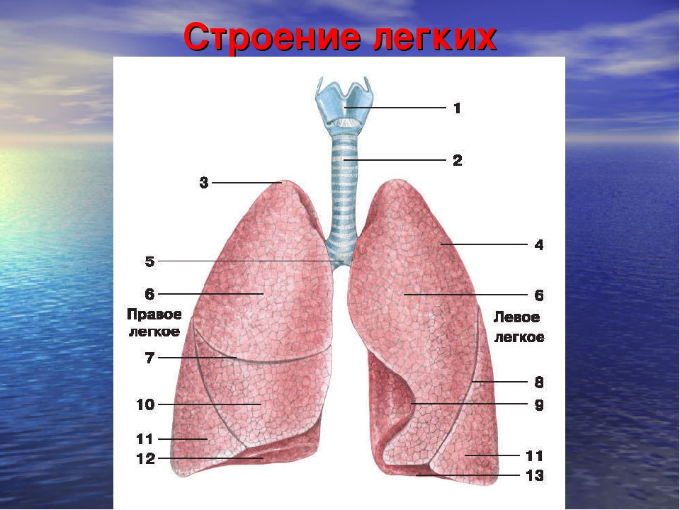 Строение легких рисунок