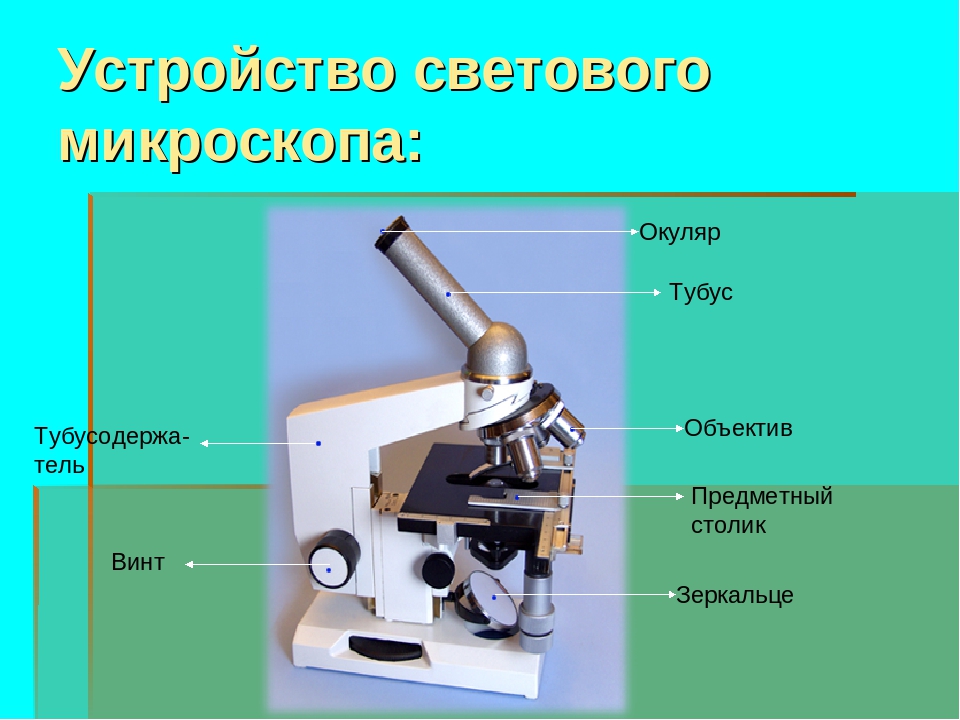 Какую функцию выполняет зеркальце в микроскопе. Окуляр микроскопа строение микроскопа. Строение окуляра микроскопа. Строение микроскопа тубус. Световой микроскоп тубус строение.