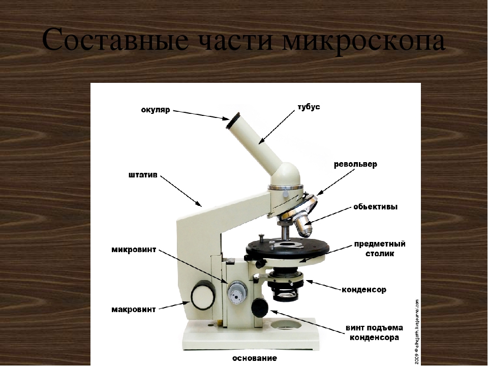 Каждая часть микроскопа. Световой микроскоп строение микровинт. Строение микроскопа макровинт. Строение микроскопа микровинт. Микроскоп составные части 5 класс.