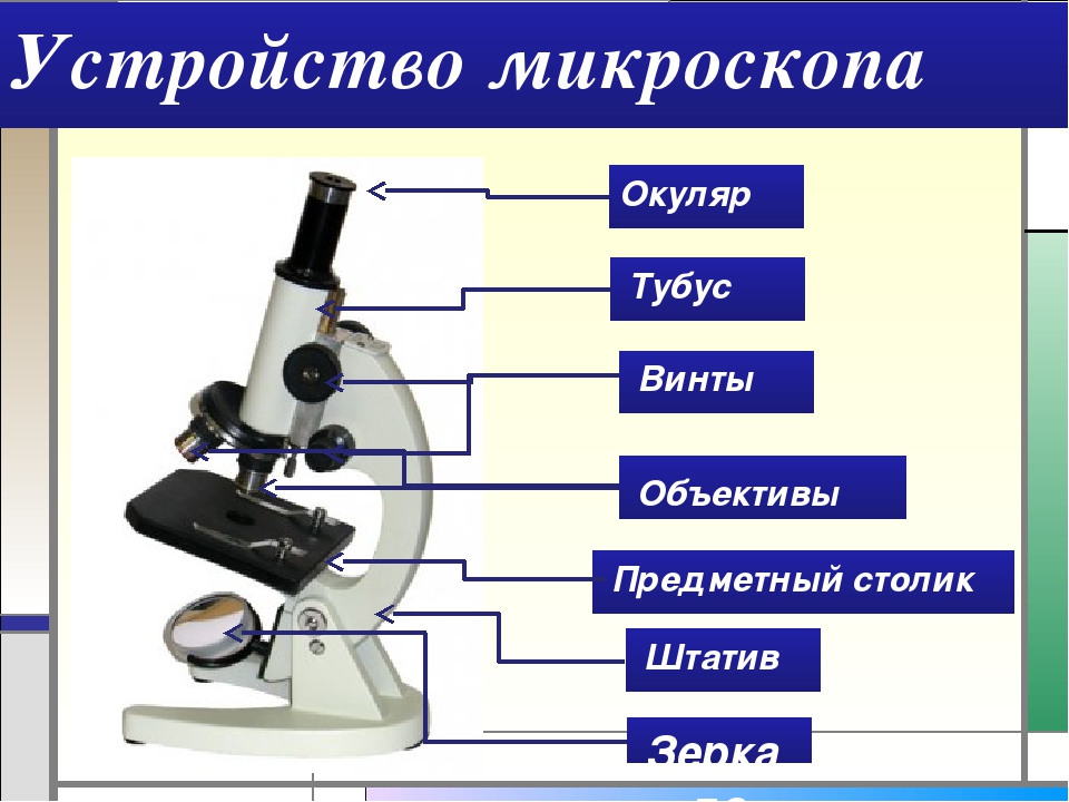 Какую функцию выполняет часть микроскопа тубус. Строение микроскопа тубус. Что такое окуляр в микроскопе 5 класс биология. Что такое штатив в микроскопе биология 5. Микроскоп тубус окуляр объектив.