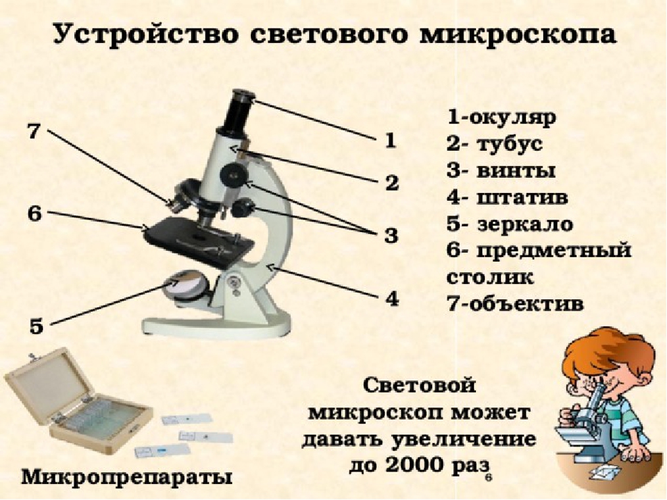 Какая деталь микроскопа обозначена буквой а впр. Название частей микроскопа и их Назначение. Микроскоп части микроскопа биология 5 класс. Составные части микроскопа 5 класс биология. Из чего состоит микроскоп схема.