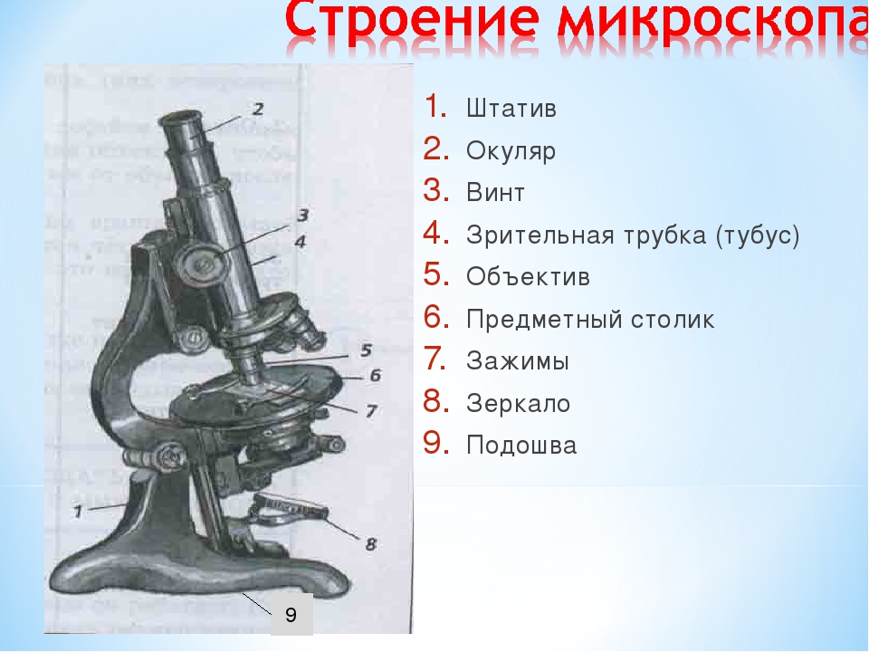 Микроскоп название частей биология 5 класс. Окуляр микроскопа строение микроскопа. Строение микроскопа винты. Строение окуляра микроскопа. Части микроскопа регулировочные винты.