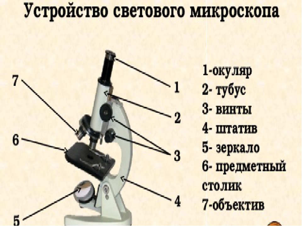 Какая деталь микроскопа обозначена буквой а впр. Строение светового микроскопа 5 класс. Световой микроскоп строение микровинт. Схема устройства микроскопа. Строение микроскопа 5 класс биология.