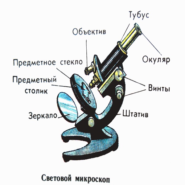 Рисунок микроскопа строение микроскопа