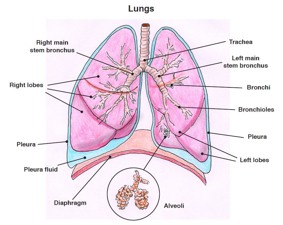 Много информации о легких. Лёгкие анатомия человека строение. Легкие Анатомическое строение. Анатомические структуры легких.