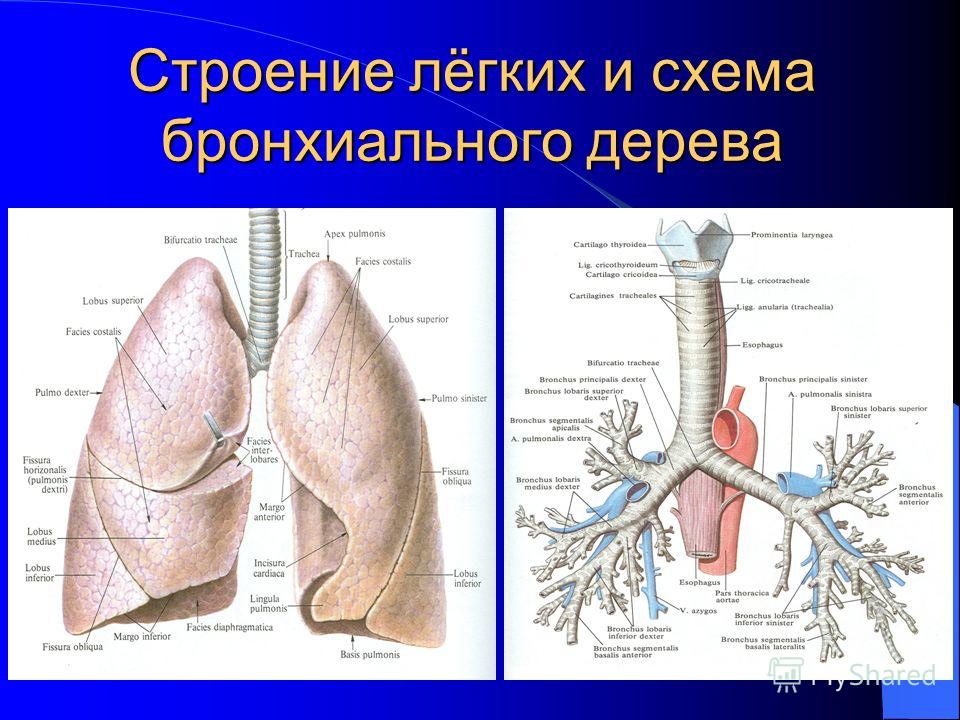 Рисунок легких с обозначениями