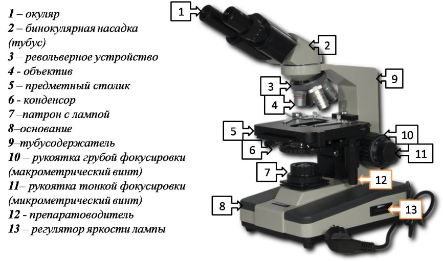 Строение микроскопа рисунок с подписями