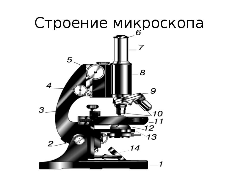 Картинка микроскопа с подписями всех частей