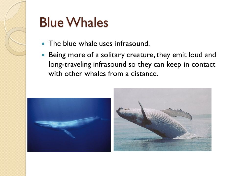 Blue Whales The blue whale uses infrasound.