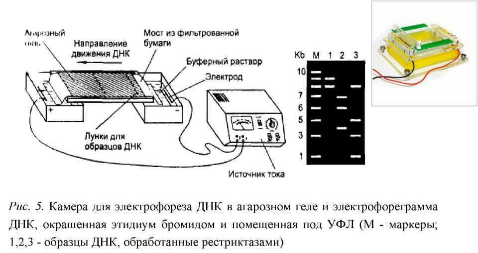 Ничего не могу с собой поделать электрофорез. Электрофорез схема прибора. Электрофорез схема прибора поток-1. Схема микрочип электрофорез. Схема прибора капиллярного электрофореза.