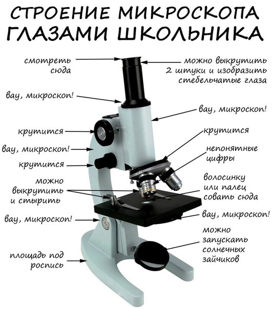 Подпишите основные части микроскопа на рисунке