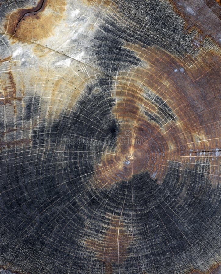 Cracked pine-tree trunk in cross section royalty free stock images
