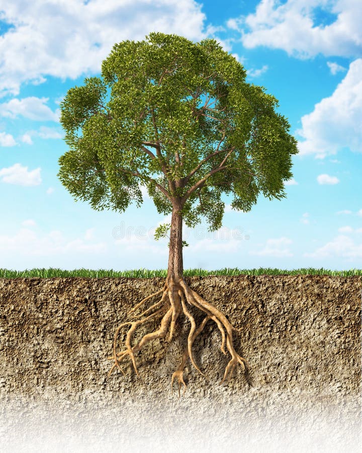 Cross section of soil showing a tree with its roots. stock image