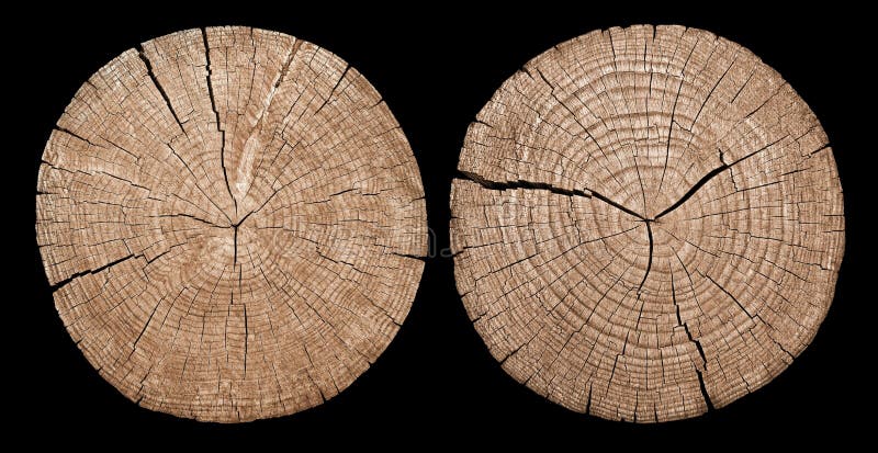 Cross section of tree trunk showing growth rings stock images
