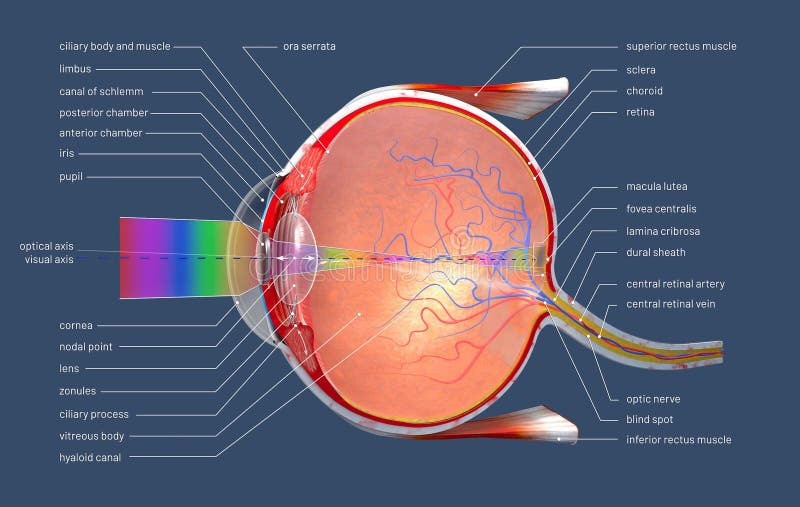 Cross section of the human eye with explanations and inscription royalty free stock image