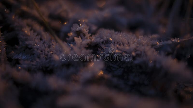 Frozen grass with purple and orange lighting on. Frozen icy snow grass at night with purple and orange lighting on royalty free stock photography