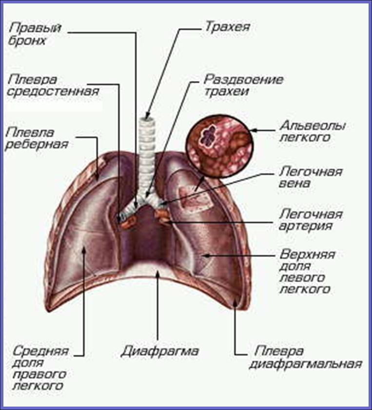 Отделы легких схема человека