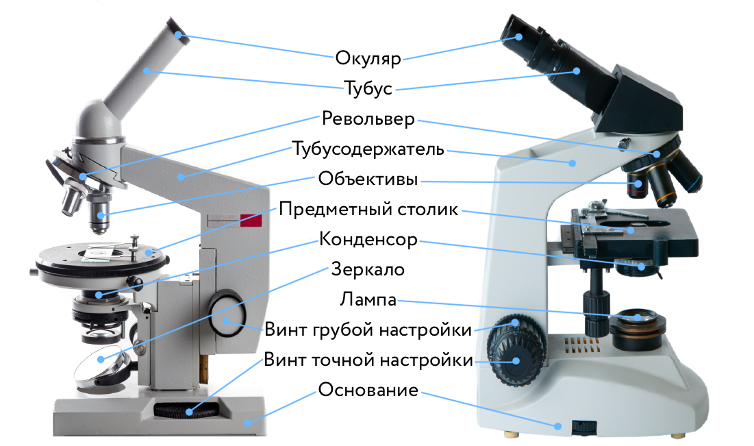 Каждая часть микроскопа. Микроскопа PV-5100. Строение микроскопа макровинт. Строение светового микроскопа Микмед 5. Строение микроскопа конденсор.